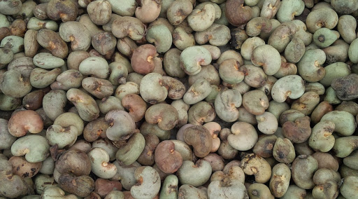 Les importations de noix de cajou brute montent en flèche